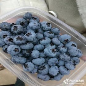 奥尼尔蓝莓苗、奥尼尔蓝莓苗批发多少钱一棵