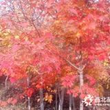 目前紅橡樹市場信息 5公分紅橡樹基地價(jià)格