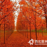 目前紅橡樹市場信息7公分紅橡樹基地價格