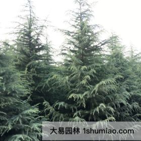 如何种植苗木能增加利润？陕西西安大易园林苗木基地