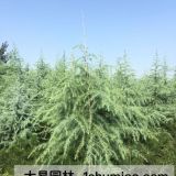 大树移植时间的把控陕西西安大易园林苗木基地