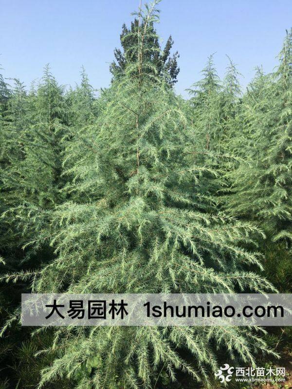 大树移植时间