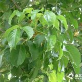 重陽(yáng)木多少錢一棵 重陽(yáng)木小苗10~18公分報(bào)價(jià)