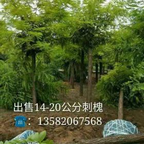 供应10-20公分刺槐