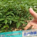 青花椒樹苗什么價(jià)格 1米以上青花椒樹小苗多少錢一棵