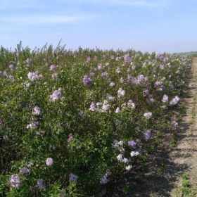 80至1.2米紫丁香，河北紫丁香价格，河北紫丁香基地