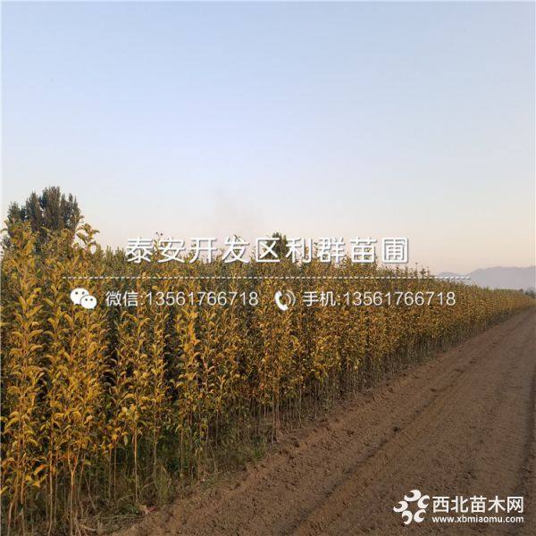 紅富士蘋果樹(shù)苗