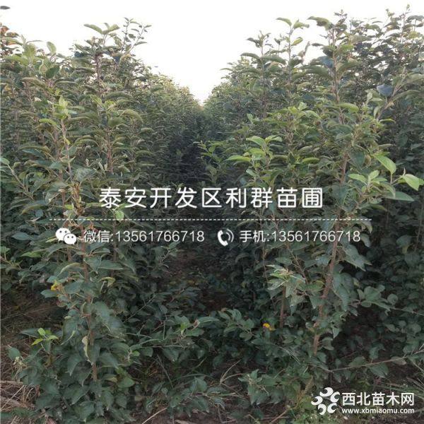 紅富士蘋果樹(shù)苗