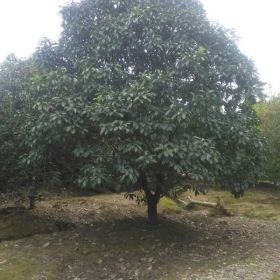 土石楠，中華石楠，白花石楠，南京老石楠