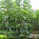 江苏无锡哪里有种植批发珍珠油杏苗的