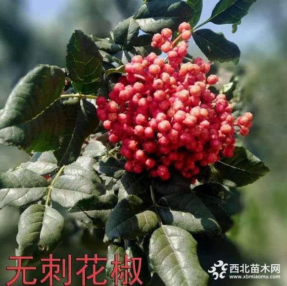 无刺花椒苗