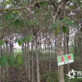 喜树苗圃直销 喜树2019价格走势 栽培方法