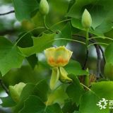 馬褂木價格 馬褂木基地苗養(yǎng)護(hù)管理 16公分報價