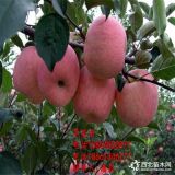 新紅星蘋(píng)果苗 新紅星蘋(píng)果樹(shù)苗新品種價(jià)格行情