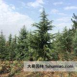 西安雪松樹-大易園林苗木基地-歡迎電話詢價