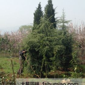 陕西雪松价格低于南京雪松价格-西安大易园林报价