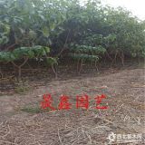 桃树苗基地 哪里有卖桃树苗的 2公分3公分桃树苗多少钱一棵