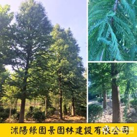 米徑3~10公分落羽杉價格 沭陽綠園景苗圃直銷