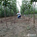 哪里有卖梨树苗的 吉林梨树苗批发基地 万恒丰梨树苗基地