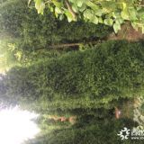 蜀桧价格 哪里的蜀桧便宜