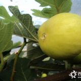 新品无花果苗 优质无花果苗供应