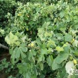 种植无花果苗   无花果苗多少钱