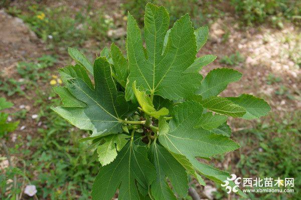 玛斯义陶芬无花果