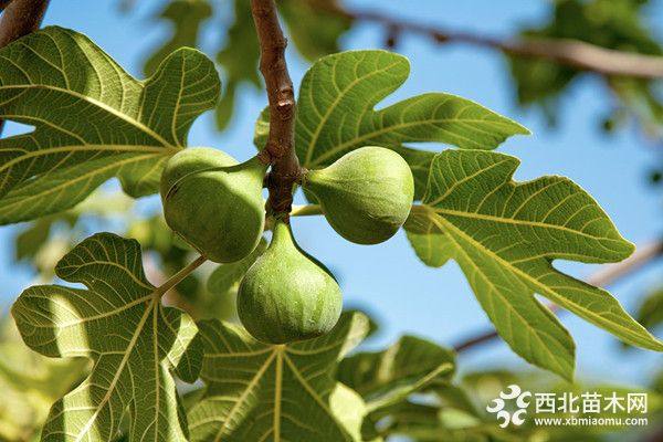 加州黑無(wú)花果苗