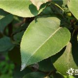 新品種梨樹(shù)苗   管理梨樹(shù)苗方法