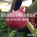 无花果苗价格，无花果苗售价，无花果苗哪有