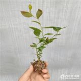 蓝莓苗怎么卖 蓝莓苗新品种批发价格多少钱 山东蓝莓苗供应商