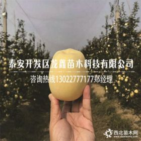 鲁丽苹果苗哪里有、鲁丽苹果苗出售、鲁丽苹果苗价格