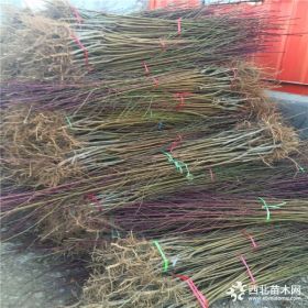 新品种桃树苗 1米高桃树苗价格 桃树苗基地