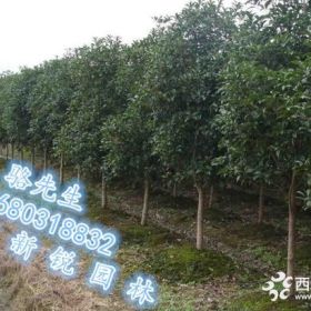 瀏陽桂花園林、低價(jià)直銷全國