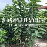 矮化櫻桃苗哪里有、矮化櫻桃樹苗出售基地、矮化櫻桃苗哪里有