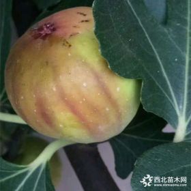 山东无花果苗基地无花果苗价格哪里有无花果树苗卖