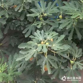 无花果树苗什么时候种植好当年可以结果的无花果苗多少钱一棵