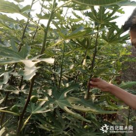 无花果苗栽培知识哪有无花果树苗批发无花果基地