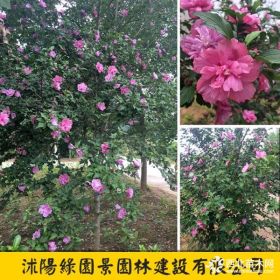 D1~10公分紅花木槿價格 沭陽綠園景苗圃直銷