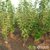 種植哪種櫻桃樹苗好 大櫻桃苗品種有哪些產(chǎn)量高的是哪種