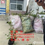 美登蓝莓树苗、新品种蓝莓树苗基地、三个分枝的蓝莓树苗哪里有