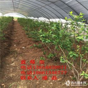 山东蓝莓树苗基地、蓝丰蓝莓树苗价格、附近哪里有蓝莓树苗？