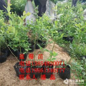 蓝莓树苗价格、蓝莓树苗新品种多少钱？泰安蓝莓树苗基地