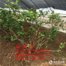 北陆蓝莓苗、蓝莓树苗基地、脱毒蓝莓树苗价格