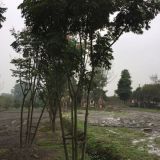 栾树批发基地 贵州栾树出售价格 哪里的栾树好