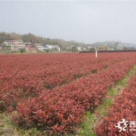 红叶石楠苗树苗庭院篱笆灌木绿化球红继木杜鹃女贞黄杨四季桂紫薇