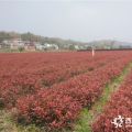 紅葉石楠苗樹苗庭院籬笆灌木綠化球紅繼木杜鵑女貞黃楊四季桂紫薇