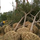 庭院植物欒樹種子欒樹樹苗行道樹欒樹小苗黃山欒樹苗速遞價(jià)格