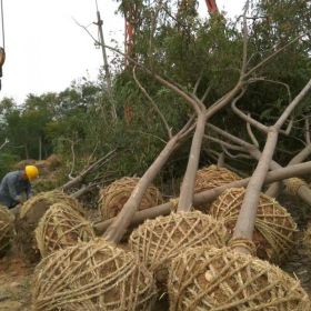 庭院植物欒樹種子欒樹樹苗行道樹欒樹小苗黃山欒樹苗速遞價格