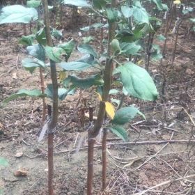 供应烟富6苹果苗 烟富10苹果苗 矮化苹果苗种植基地